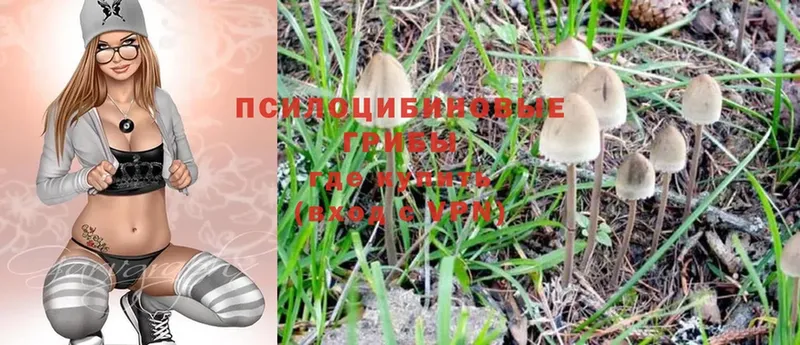 купить наркотики цена  Жуковка  Псилоцибиновые грибы Psilocybine cubensis 